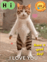 a cat standing on its hind legs with the words " i love you " on it
