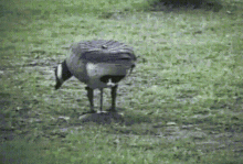 Goose Cat GIF - Goose Cat Get Out GIFs
