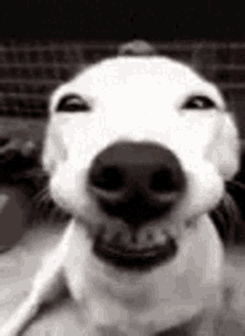Dog Happy GIF - Dog Happy Smiling GIFs