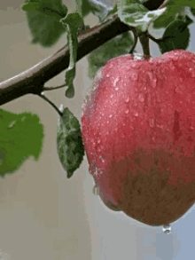 Apple Raindrops GIF