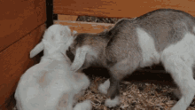 Baby Goat Weed Em And Reap GIF - Baby Goat Weed Em And Reap Cute GIFs