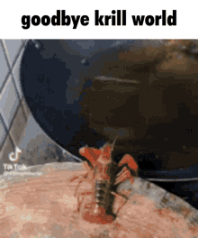 Krill Goodbye Krill GIF - Krill Goodbye Krill Goodbye Krill World GIFs