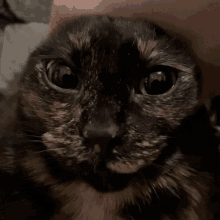 Minus Cat GIF - Minus Cat GIFs