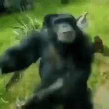 Monkey Monkey Dancing GIF - Monkey Monkey Dancing Monkey Vibing GIFs