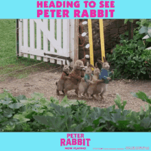 dance seeing a movie peter rabbit peter rabbit gifs