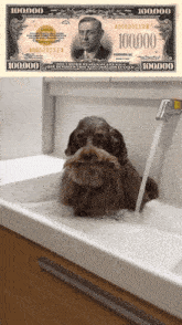 a dog taking a bath next to a 100000 dollar bill
