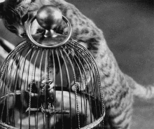 Bird Cage Cat GIF