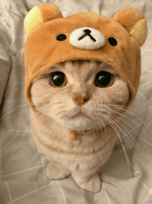 a cat wearing a teddy bear hat looks up