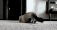 Cats Butt Wiggle GIF - Cats Butt Wiggle Funny Animals GIFs
