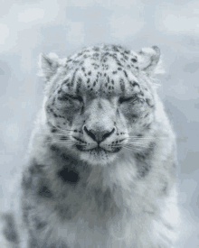 Snow Leopard My Babies GIF