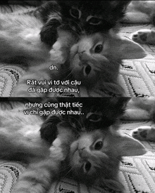 a black and white photo of a cat with a caption in a foreign language