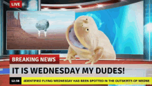 Breaking News Frog GIF - Breaking News Frog It Is Wednesday My Dudes GIFs