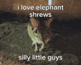 Elephant Shrew Elephantshrew GIF