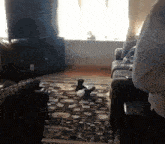 Cat Meme GIF