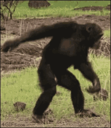 Chimpanzee Monkey GIF