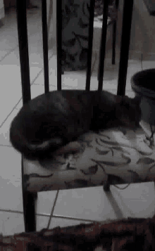 a cat is laying on a chair with a floral pattern on it