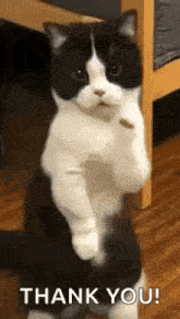 a black and white cat is standing on its hind legs and giving a thank you gesture .