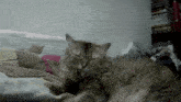 a cat laying on a bed with its tongue hanging out