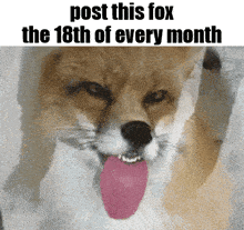 a picture of a fox with its pink tongue sticking out and the words post this fox the 18th of every month