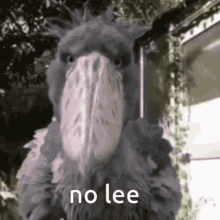 No Lee Lee GIF - No Lee Lee Lee Shoebill GIFs