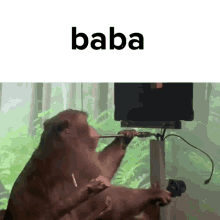 Baba Monkey GIF