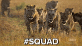 a herd of lions running in a field with the word squad written in white letters
