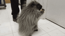 Porcupine Eating GIF - Porcupine Eating Don'T Care GIFs
