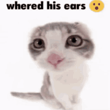 Heizou Cat GIF - Heizou Cat Whered His Ears GIFs