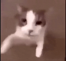 GIF