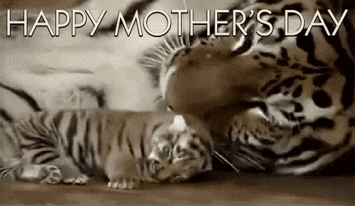 Happy Mothers Day Tiger GIF - Happy Mothers Day Tiger - Discover ...