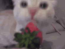 Cat Eating Strawberry GIF - Cat Eating Strawberry GIFs