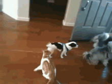 pets dog cat pulling leash