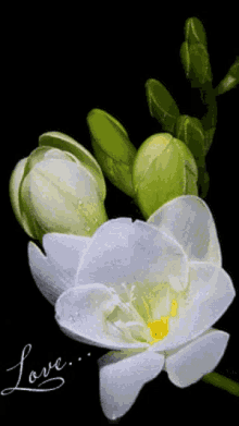 Lily Flower GIF - Lily Flower GIFs