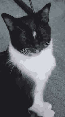 Munchie Cat GIF