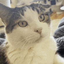 Doobie Cat GIF - Doobie Cat GIFs
