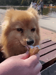 Maple Pomeranian Dog Ice Cream GIF - Maple Pomeranian Dog Ice Cream Dog Licking GIFs