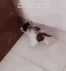 Cat Dont Know What To Say GIF - Cat Dont Know What To Say GIFs