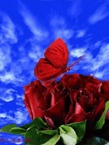 Flowers Roses GIF - Flowers Roses Butterfly GIFs