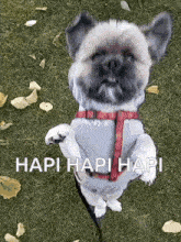 Happy Dog Jumping Happy Dog GIF - Happy Dog Jumping Happy Dog Shihtzu Jumping GIFs
