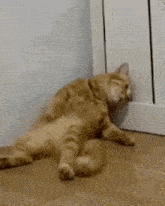 a cat is laying on its back on a wooden floor next to a wall .