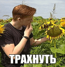a man in a black shirt is standing in a field of sunflowers and looking at a sunflower .