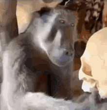 Monkey Watching In The Monkey Looks At The Skull GIF
