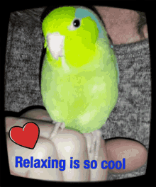 Love Relaxing Is So Cool GIF - Love Relaxing Is So Cool Green Bird GIFs