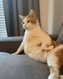 a brown and white cat is sitting on a couch with its legs crossed .