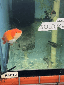 a fish in a tank with a sign that says sold on it