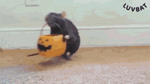rat halloween animal funny