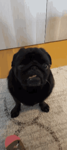 Pug Mops GIF - Pug Mops Dog GIFs