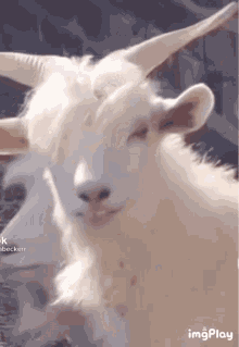 goat handsome