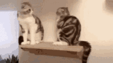 Cats Fight GIF - Cats Fight Push GIFs