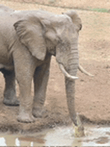 a large elephant is drinking water from a muddy puddle .